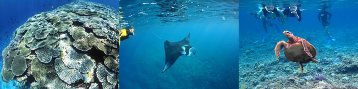 ボートシュノーケリング